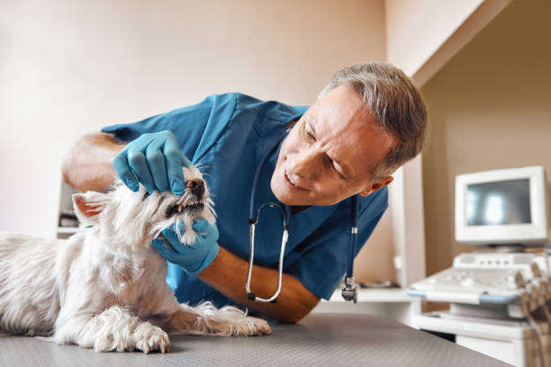 Best Emergency Root Canal Treatment in Boling, TX